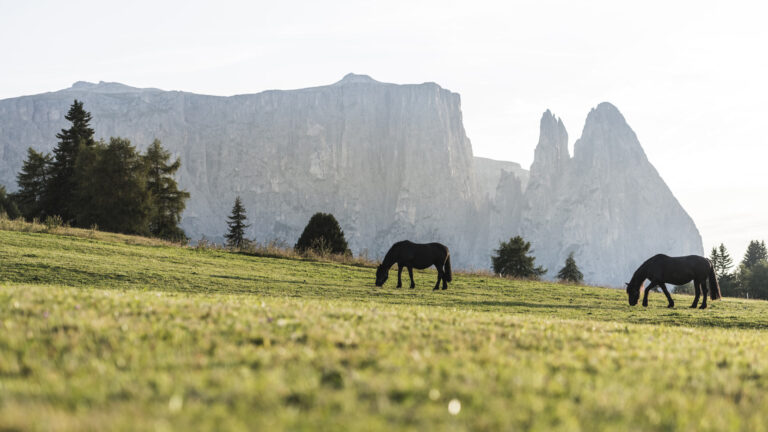 Kleinfein-Hotels-Suedtirol-Regionen-und-Orte-Dolomiten-IDM-c-Harald-Wisthaler