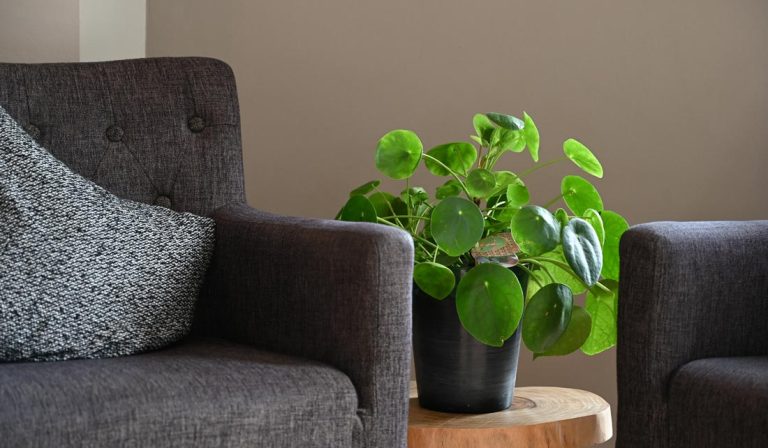 a plant in a pot on a table